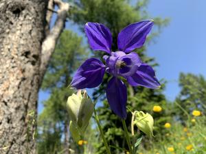 Biodiversity in the Swiss Alps
