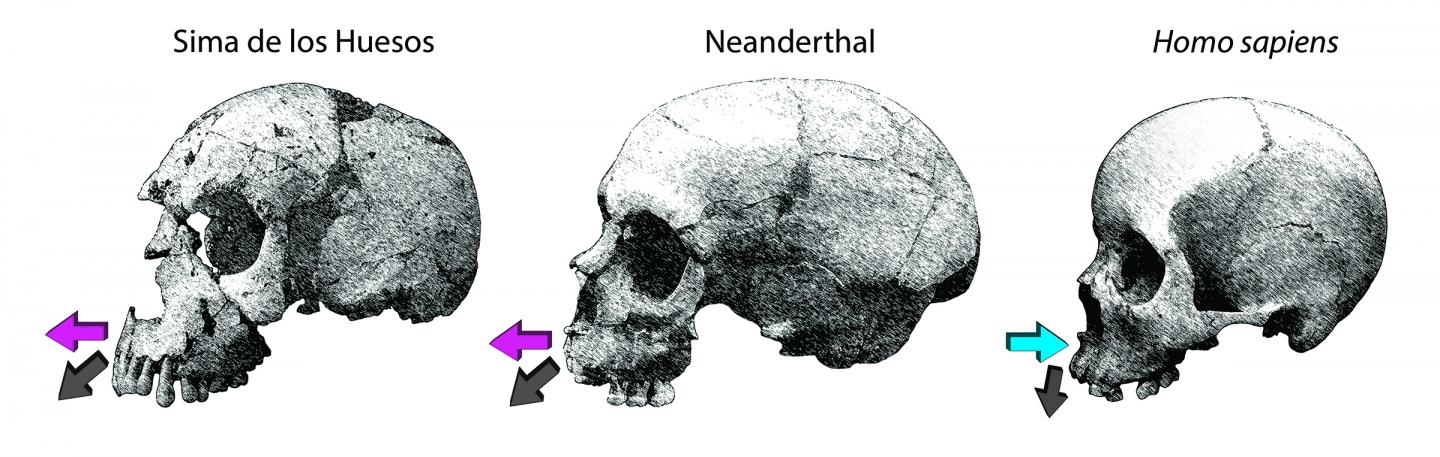 Image of Skulls