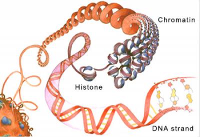 Chromatin