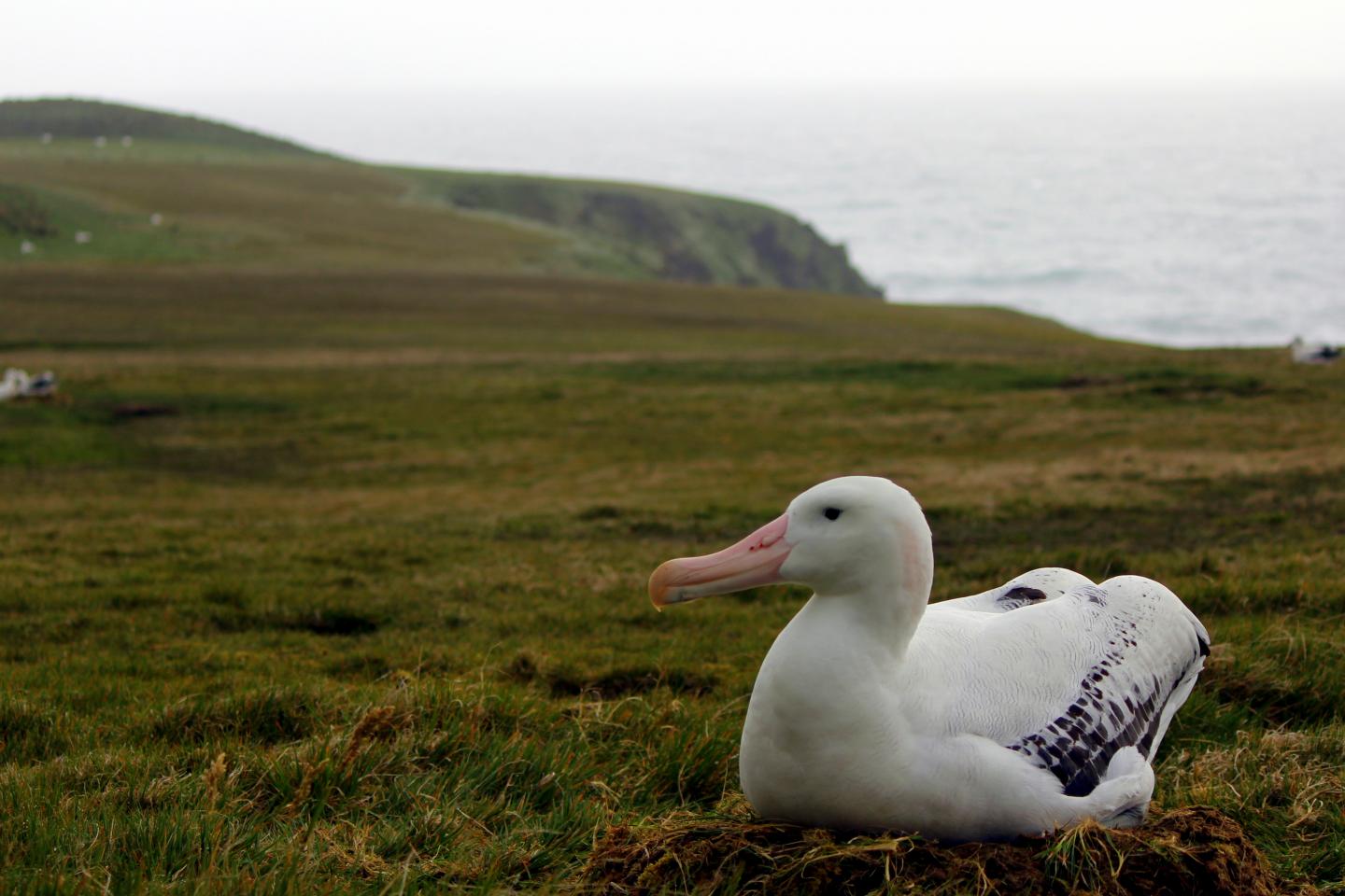 Wandering Albatross