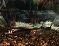 Roundtail Chub