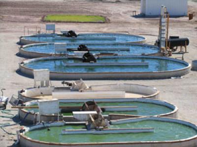 Algae Ponds