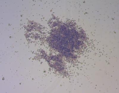 Cells
