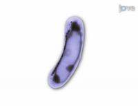 Magnetotactic Bacteria