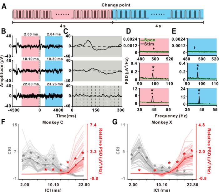 图1 转换脉冲序列中猕猴ECoG信号所示的TIDS现象