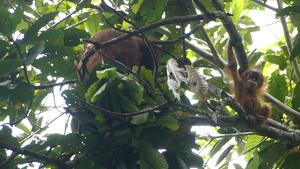 Example of a young orangutan peering at nest building