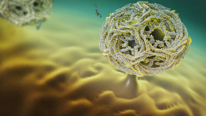 A Protein of cCathrine