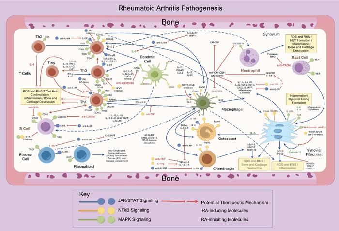 Mitochondrial oxidative stress as a central driver in rheumatoid arthritis pathogenesis.