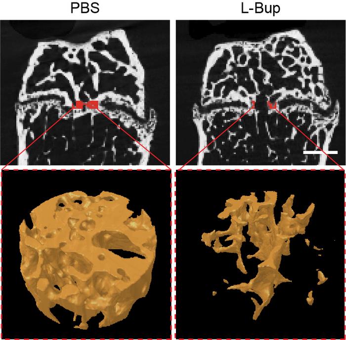 Mice treated with long-acting bupivacaine compared to controls after 42 days
