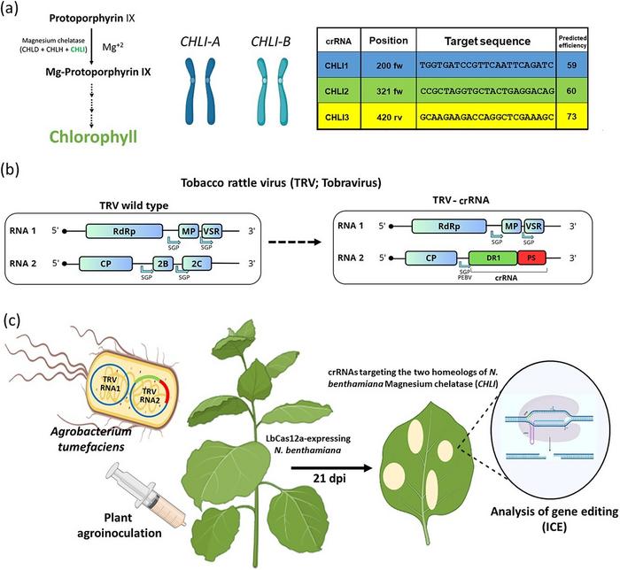 Schematic representation of the guide selection procedure and workflow followed to evaluate the CRISPR-Cas CHLI reporter system.