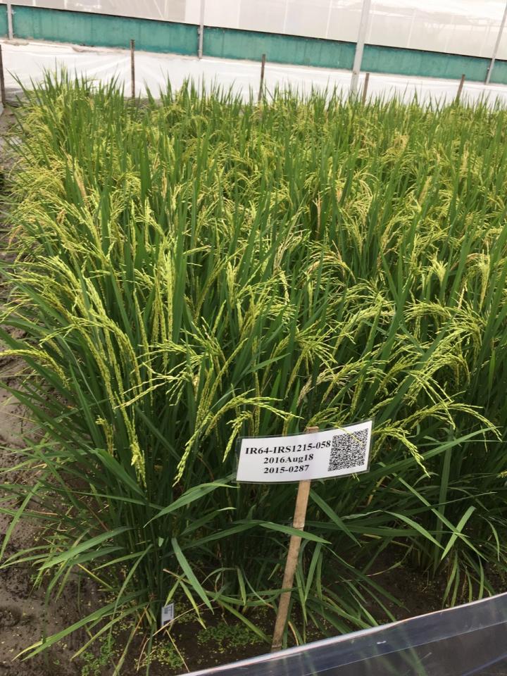 Rice Plants