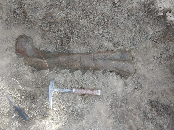 Femur of Camarillasaurus cirugedae