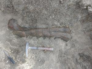 Femur of Camarillasaurus cirugedae