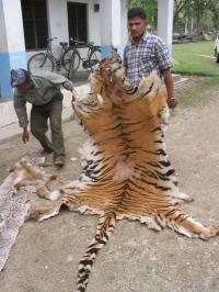 Tiger: Chitwanskin