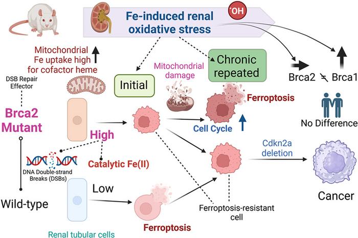 How BRCA2-deficiency acts on Fe-NTA induced renal carcinogenesis