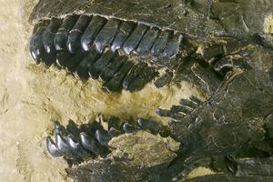 Teeth of a Camarasaurus, found in the Morrison Formation, USA, which were also analyzed in the research.