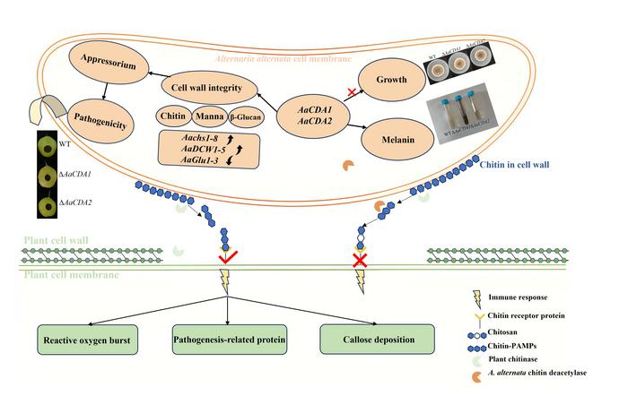 Chitin deacetylases mediate immune evasion in Alternaria alternata via cell wall modification