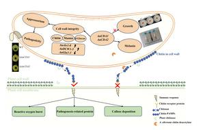 Chitin deacetylases mediate immune evasion in Alternaria alternata via cell wall modification