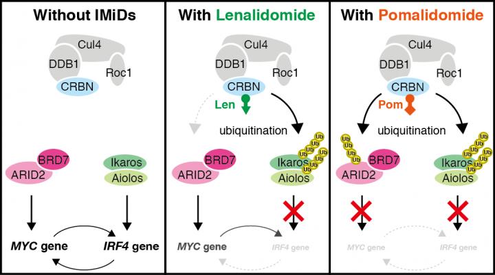 Figure 2. Effects of pomalidomide and lenalidomide on biochemical pathways inside the myeloma cells