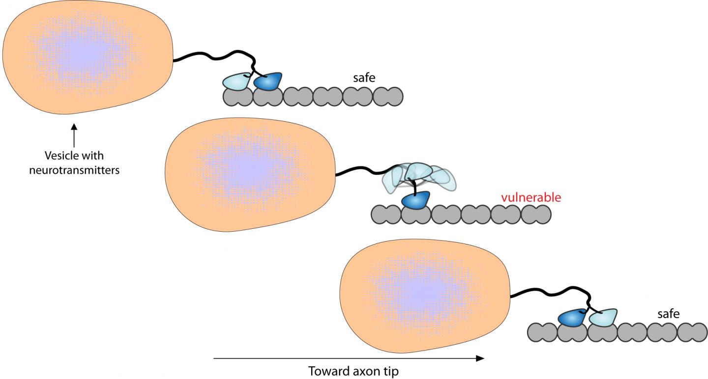 Kinesin Cartoon