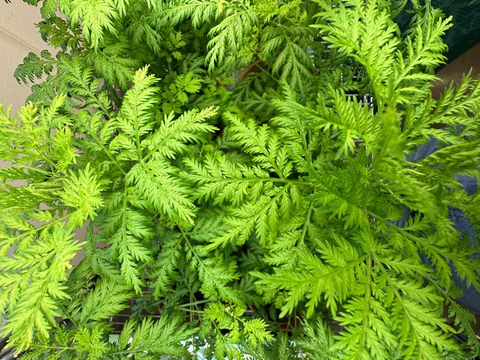 Artemisia annua, or Sweet Annie