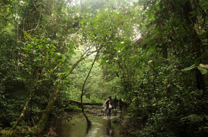 Do Rainforest Conservation Strategies Optimize Both Carbon Storage and Biodiversity? (5 of 12)