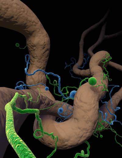 How Plants and Fungi Prevent Cheating (3 of 5)