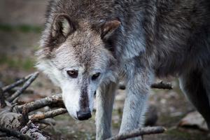 Canis lupus (male),  West Yellowstone, Montana