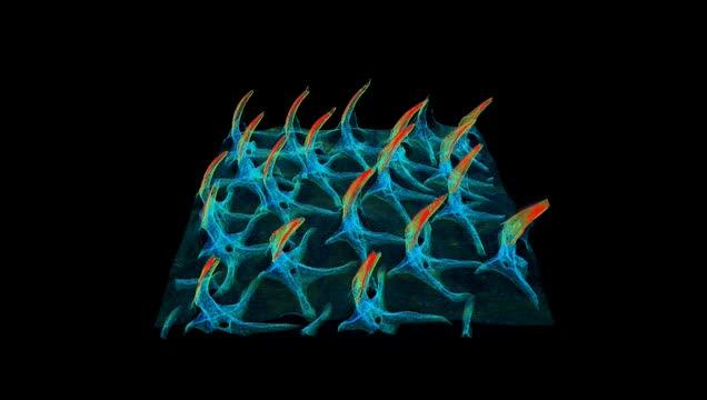 Bird Feathers and Shark Skin: Explained by the Same Patterning Mechanism (3 of 15)