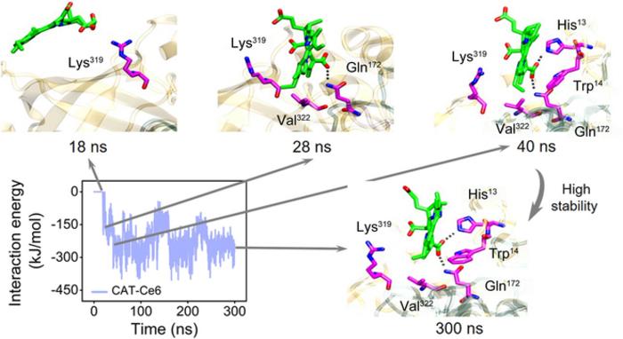 Figure 2. The binding dynamics of CAT-Ce6