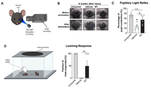 M1 treatment restores visual function