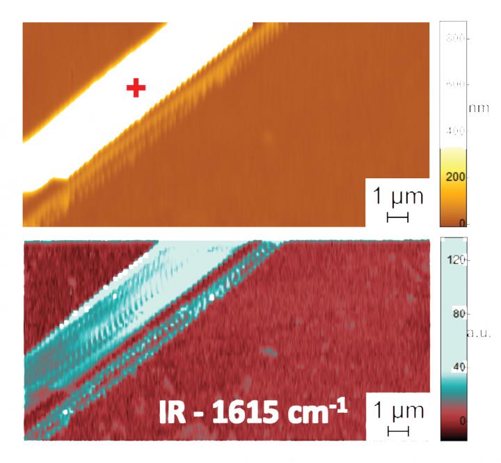 Peptide Fibrils in Water