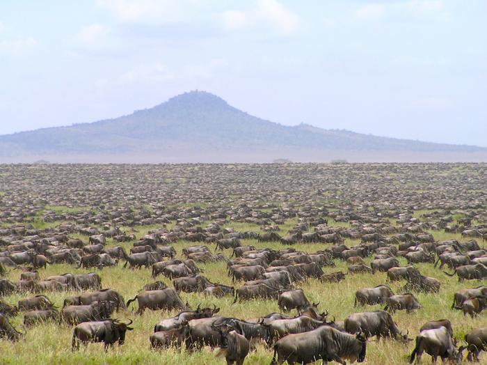 Wildebeest migration, Seronera, Tanzania,