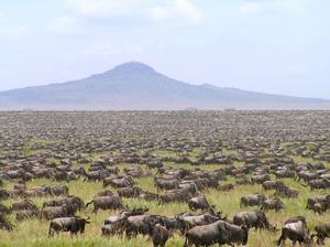 Wildebeest migration, Seronera, Tanzania,