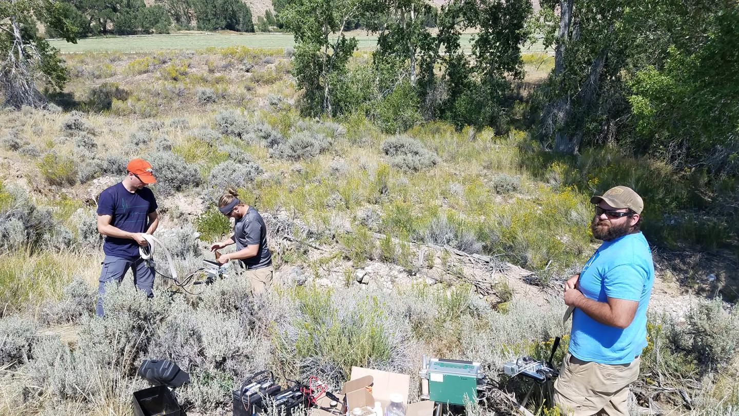 Big Sagebrush