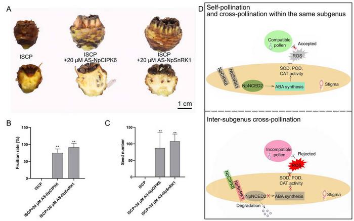 Silencing of NpCIPK6 and NpSnRK1 promotes fruiting in intergeneric crosses between water lily subgenera.