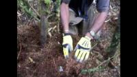 Blanco Video <i>C. sibreei</i>