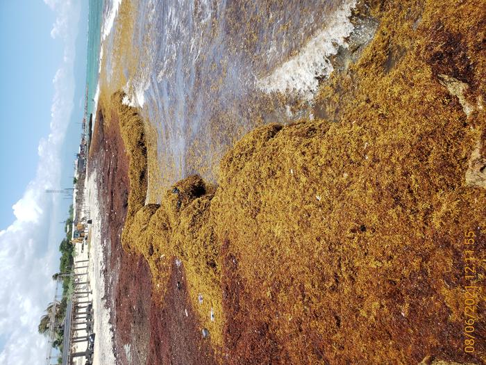 Sargassum in Jamaica, August 21