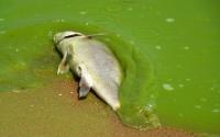 Lake Erie Algae