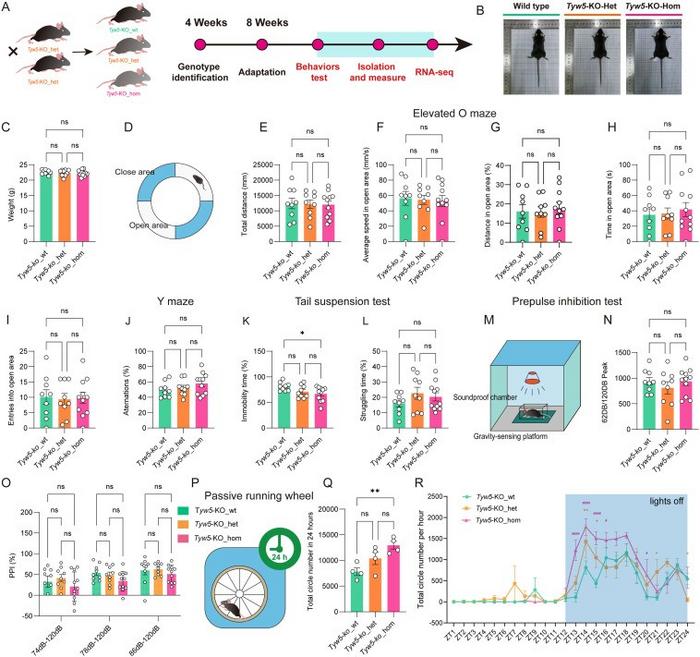 Tyw5 knockout in male mice induces gene dosage-dependent nocturnal locomotor hyperactivity.