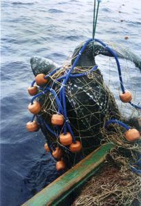 Adult bycatch