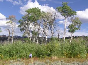 Yellowstone aspen