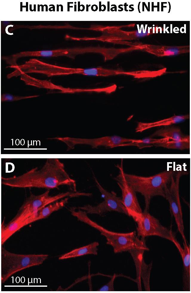 Cells Shaped by Their Environment