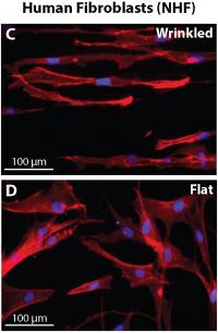 Cells Shaped by Their Environment