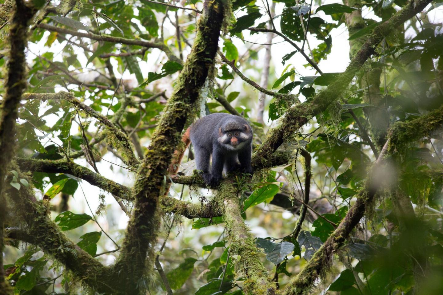 Red-Eared Monkey