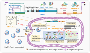 Proposed mechanism of action