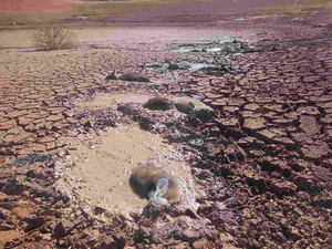 Kangaroos bogged in a dam
