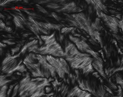 SWNT Liquid Crystal