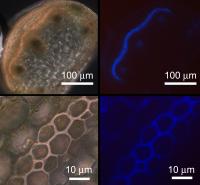 Cucumber Tendril Cells and Tissues