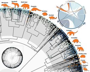 Mammal Graphic